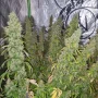 Семена конопли Auto CBD-Victory® от Dutch Passion
